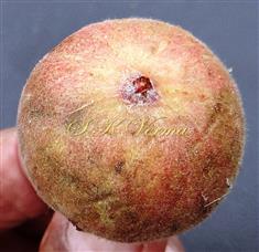  Hypanthodium (Apical region)